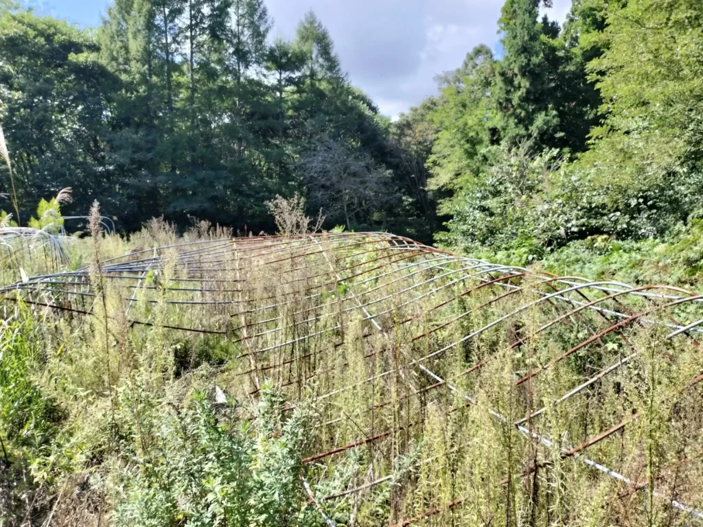 ビニールハウス解体後の鉄パイプ ビニールハウス解体後の鉄パイプ