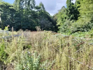 雪で潰れたビニールハウスの解体前｜青森市で雪害によるハウス撤去